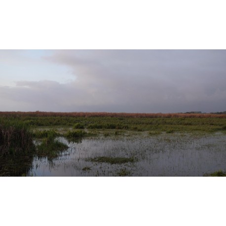 Frame of video Wetland 01. Link to YouTube version in product description.