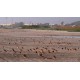 Frame of video Wetland 01. Link to YouTube version in product description.