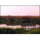 Wetland 01 - Fine Art Poster – Vivid Colors, Eco-Friendly, Giclée Printing
